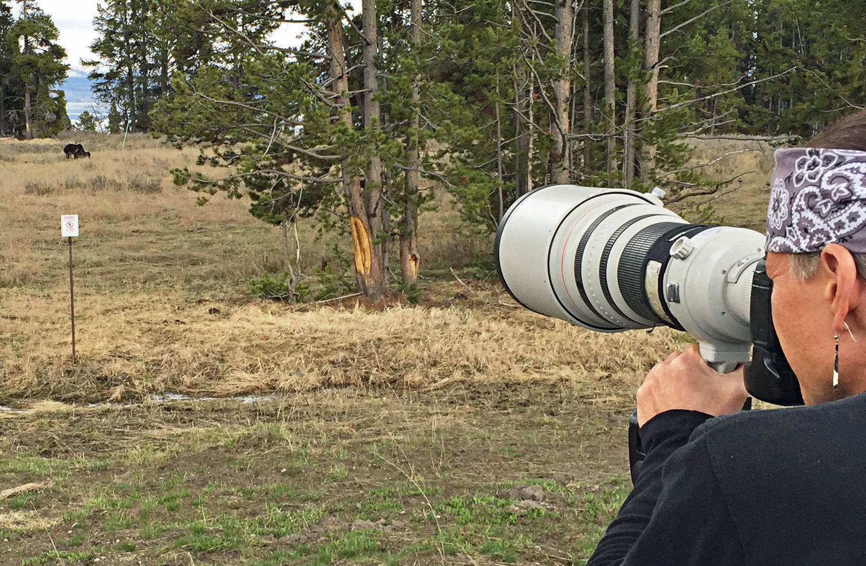 Bear shot
